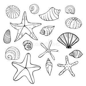 海星和贝壳.矢量草图说明.照片