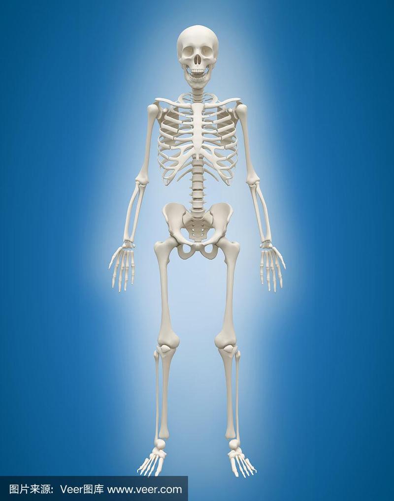 3d人类骨骼男性在蓝色背景.