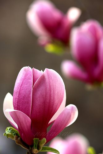 紫红色玉兰花—拍摄于盘山白蛇谷(交流贴)