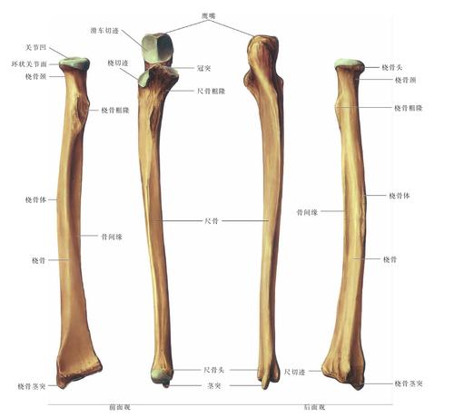(图) 桡骨和尺骨