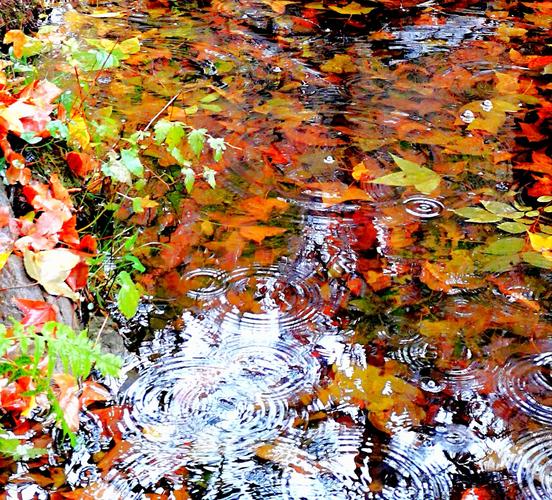 其它 秋雨中的枫树湾 写美篇        秋天的小雨,淅浙沥沥的下着.