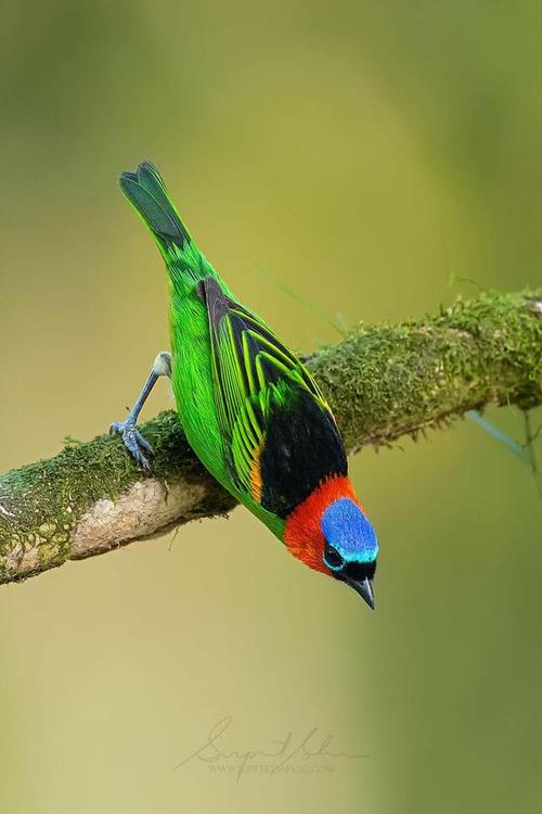 美图分享罕见的美丽鸟儿照片一场绚烂的羽色盛宴
