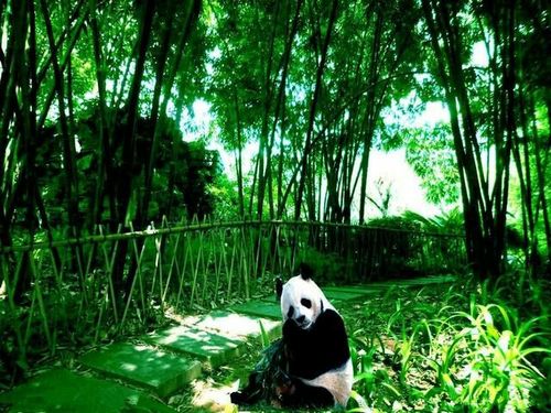 竹林大熊猫
