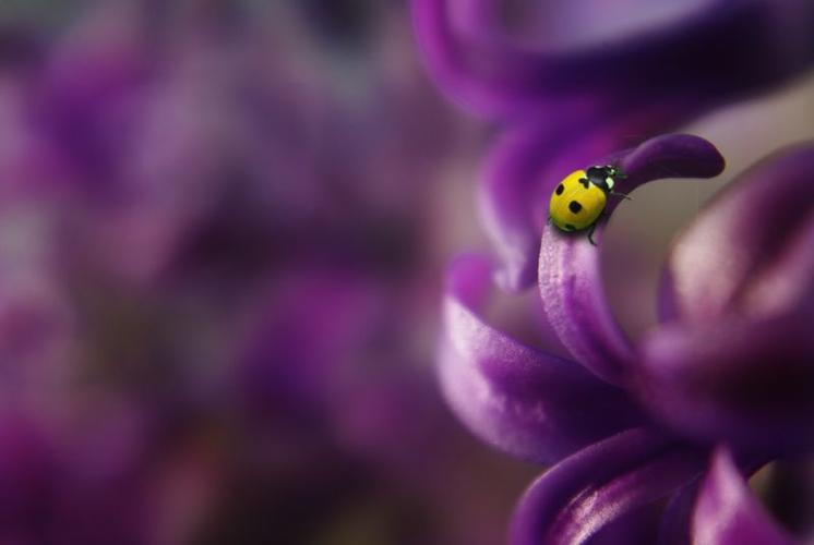 紫色花上的瓢虫