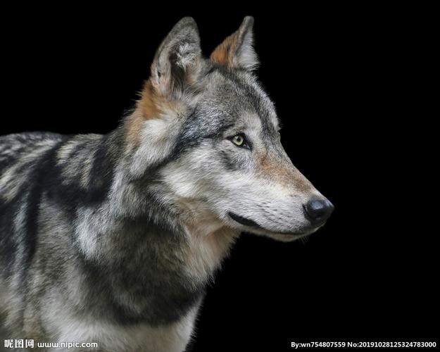 rgb40共享分举报收藏立即下载×关 键 词:狼图片 动物 野生动物 野狼