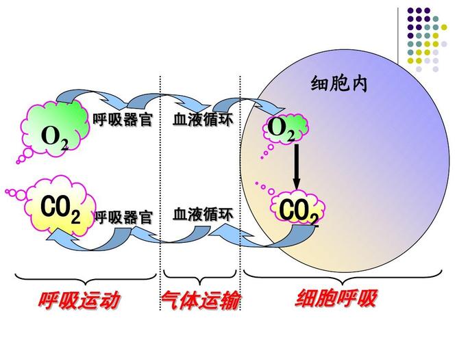 细胞内 o2 呼吸器官 血液循环 o2 co2 呼吸器官 血液循环 co2 细胞