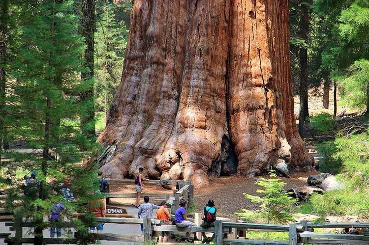 全球最粗的树,高达近百米,树龄已经超过了3500岁