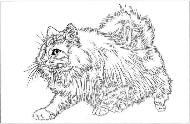 国画白描猫咪16幅