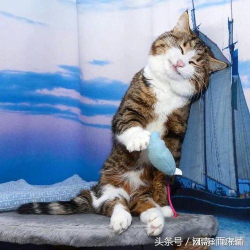 搞笑图片:一只猫的日常表情|鱼干|美美哒|出去玩|维生素_网易订阅