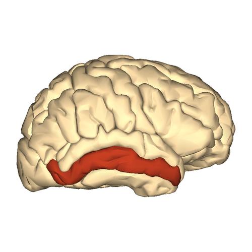 middle temporal gyrus