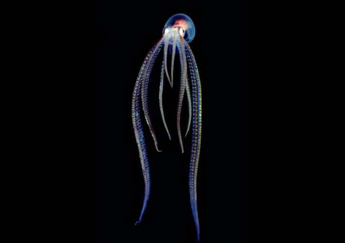 玻璃章鱼属玻璃蛸科,只有消化器官和眼睛是不透明的,生活在深海中