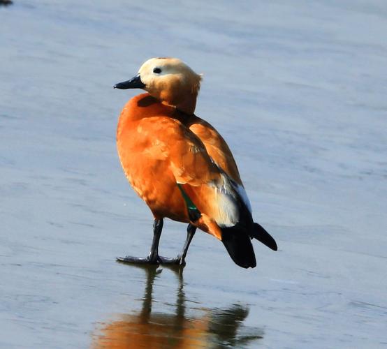 黄河湿地生态瞭望鸟类赤麻鸭