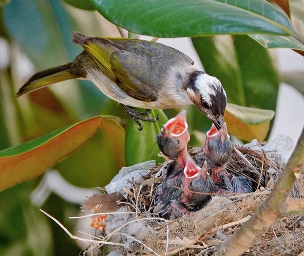 一个画面呈现出鸟类的母爱从喂食到用身体为鸟宝宝们遮阳挡雨令人感动