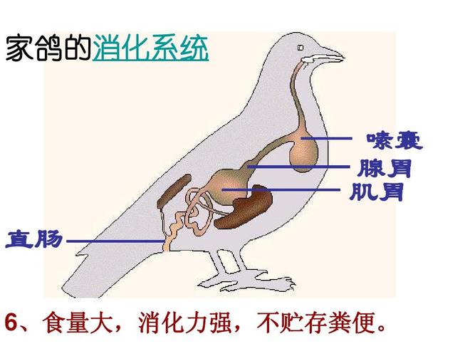 人教版七年级上 空中飞行的动物第一课时 家鸽的消化系统 嗉囊 腺胃