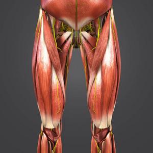 人体臀部和大腿肌肉的彩色医学插图照片
