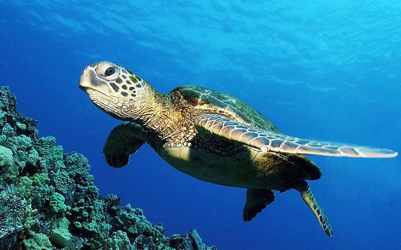神秘的海底世界海龟壁纸下载