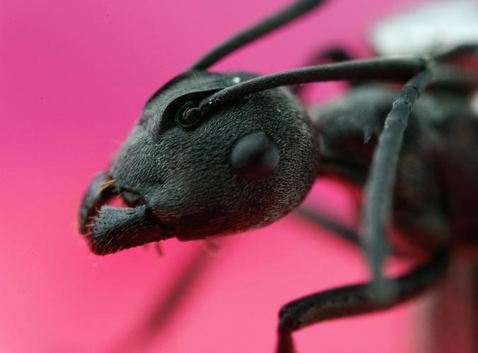 微保 蚂蚁保险哪个好 蚂蚁好保险是什么