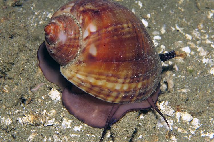  p>栗色鹑螺(学名: i>tonna galea /i>):是玉黍螺目,鹑螺科,鹑螺属的