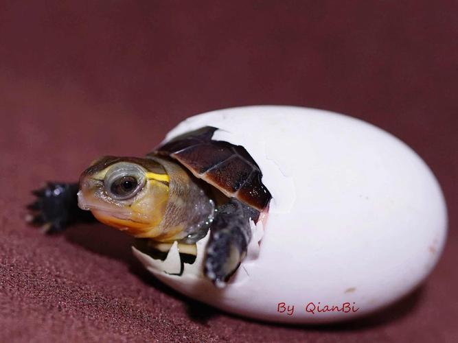 小乌龟出壳