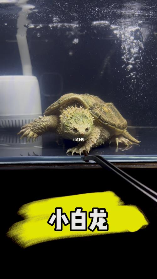 佛鳄佛鳄龟鳄龟