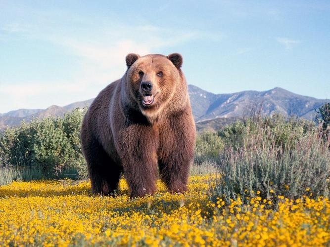 野花地里的棕熊,高清图片,动物-回车图片