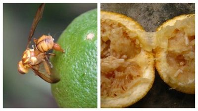 柑橘病虫害绿色综合防控方案
