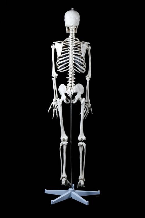 人体骨骼模型标准医学170cm180人体全身骨骼模型 骷髅骨架标本脊柱 雅