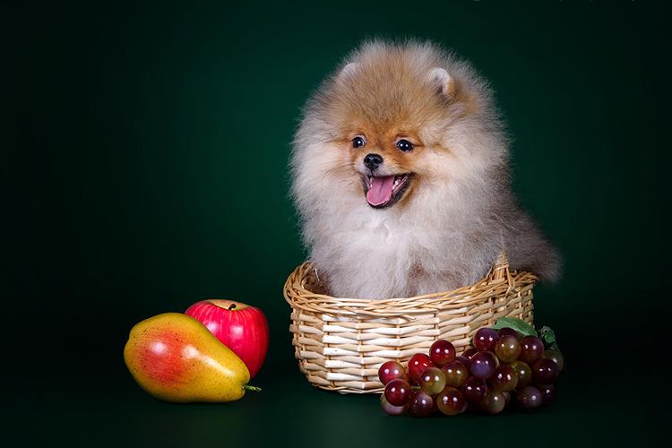 犬,葡萄,苹果,ナシ属,斯皮茨狗,篮,动物