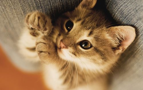 可爱的小猫眼睛-动物高清壁纸