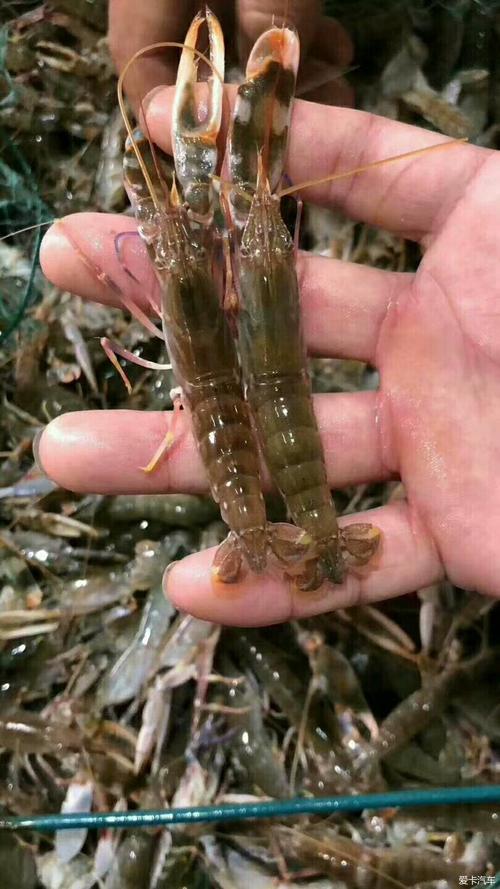 野生长脚虾鳌虾
