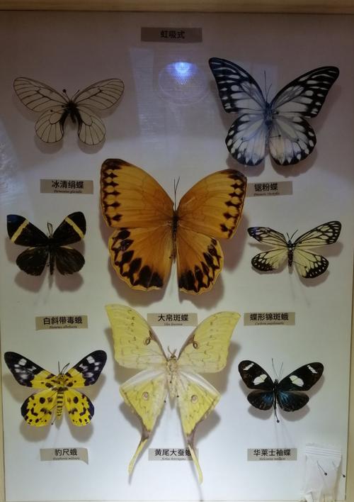 一一一一穿花点水飞一一一一深圳市博物馆昆虫标本展