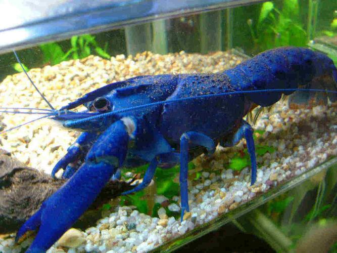 佛罗里达蓝螯虾