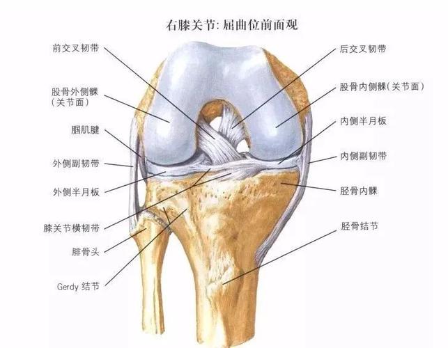 膝关节疼痛的主要病因1,膝骨关节炎又称老年性骨关节病,膝关节退行性