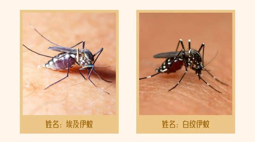 我国主要的伊蚊为埃及伊蚊和白纹伊蚊.