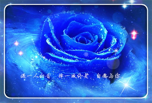 蓝色妖姬唯美带字图片_妖艳迷人的蓝玫瑰