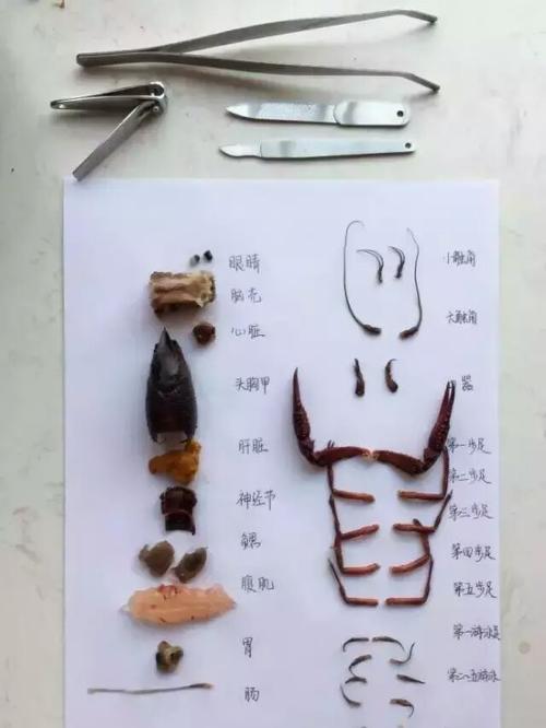 解剖小龙虾