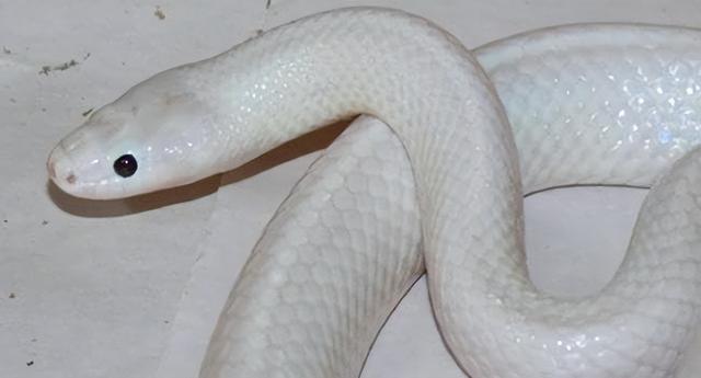 最近在澳大利亚发现了一条罕见的白蛇.