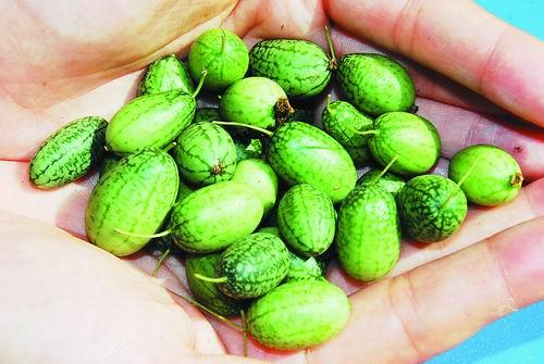 10月18日,"世界上最小的西瓜"——拇指西瓜现身中科院