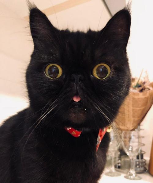 超萌加菲猫「嘎逼」吐舌表情:可爱的小黑碳
