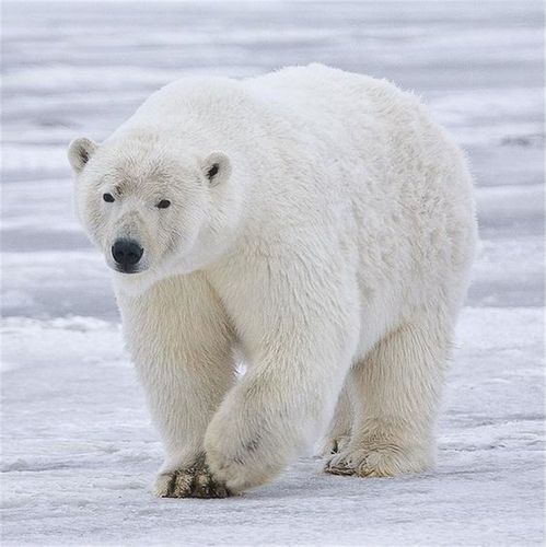 北极熊将无家可归白色外形皮肤却是黑的喝猎物血液来补充水分