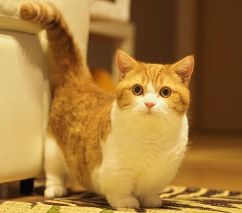 橘猫矮脚肚皮容易脏要清洗,橘猫矮脚肚皮脏怎么清洗