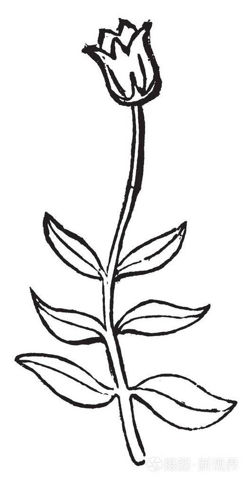 这是一种小植物在茎上有相同水平的相反叶在顶部的复古线绘图或雕刻