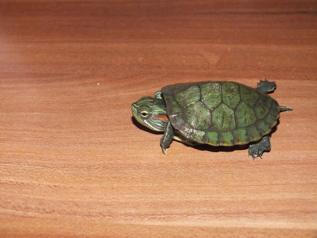 请问我的这个小乌龟是什么品种,是公是母?好喂养吗?用什么饲料喂养?