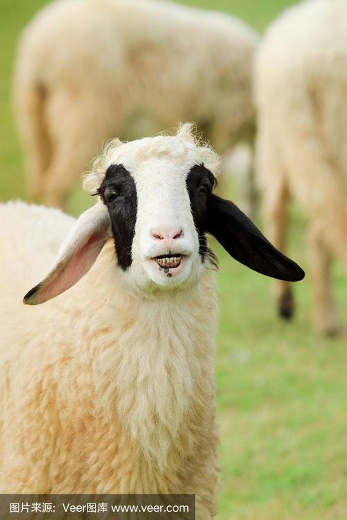 微笑的快乐羊