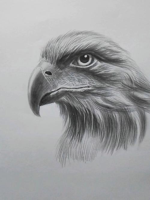 简单易学的素描动物老鹰画法