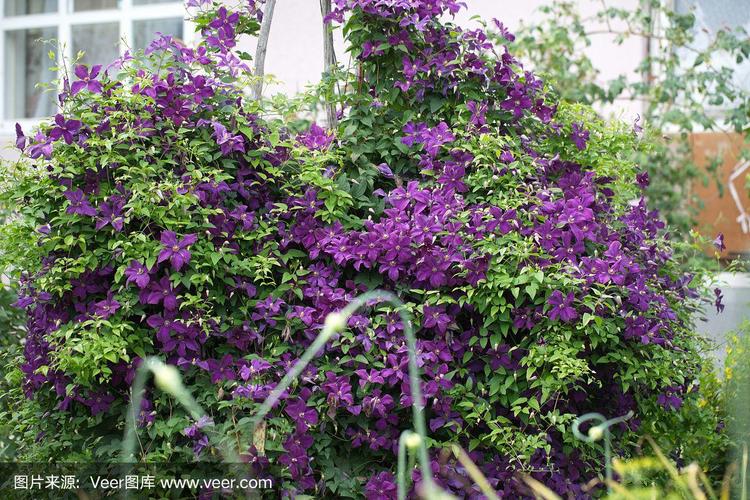 铁线莲在花园里的紫色灌木