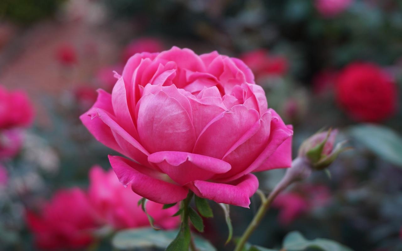 粉色玫瑰花唯美图片高清壁纸