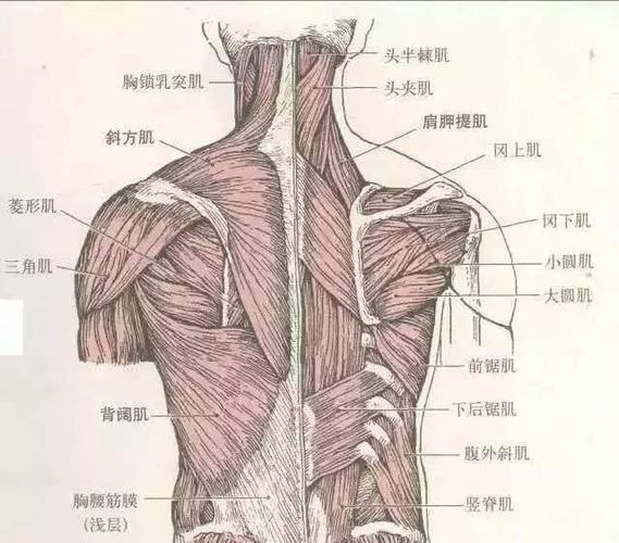 先看看背肩部肌肉 参与提肩的主要肌肉有: 肩胛提肌 斜方肌上束(肩 