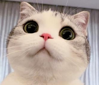 香香软软的小泡芙是什么猫表情包可谓是应有尽有