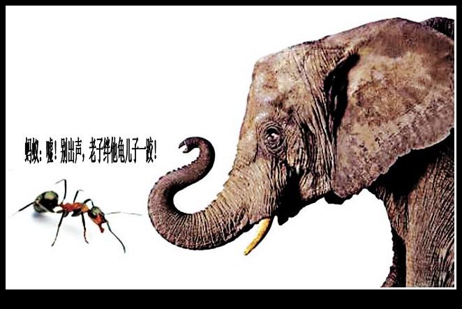 蚂蚁恋上大象作者李灿光